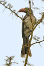 Tockus alboterminatus